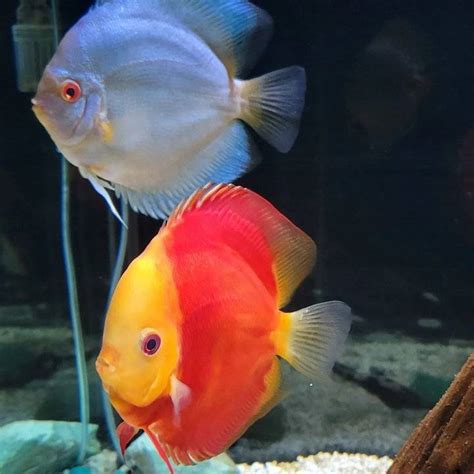 discus fish for sale near me|Texas Aqua .